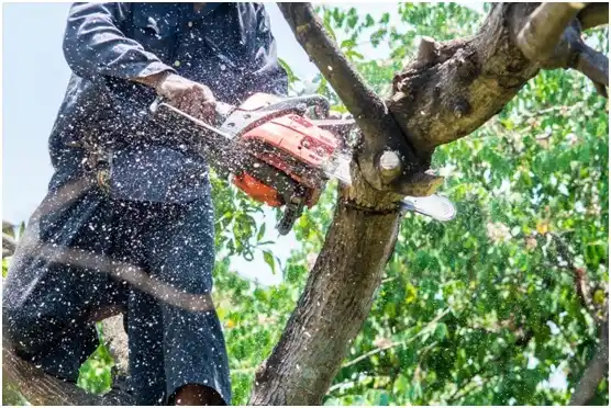 tree services Sumner